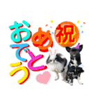 狆＆狆チワ兄妹の使えるスタンプ2（個別スタンプ：4）