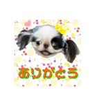 狆＆狆チワ兄妹の使えるスタンプ2（個別スタンプ：6）