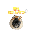 狆＆狆チワ兄妹の使えるスタンプ2（個別スタンプ：23）