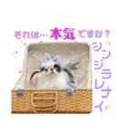 狆＆狆チワ兄妹の使えるスタンプ2（個別スタンプ：26）