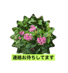 花や樹木の挨拶2（個別スタンプ：31）