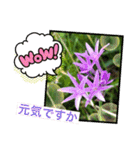 花や樹木の挨拶2（個別スタンプ：37）