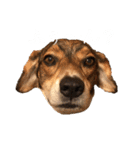 ジョン様その5（個別スタンプ：1）
