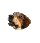 ジョン様その5（個別スタンプ：5）
