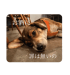 ジョン様その5（個別スタンプ：6）