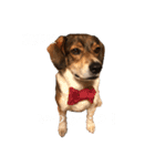 ジョン様その5（個別スタンプ：13）