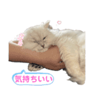 ななちゃんペルシャチンチラシルバー（個別スタンプ：5）
