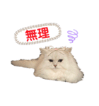 ななちゃんペルシャチンチラシルバー（個別スタンプ：7）
