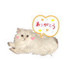 ななちゃんペルシャチンチラシルバー（個別スタンプ：8）