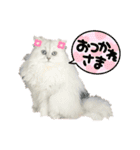 ななちゃんペルシャチンチラシルバー（個別スタンプ：9）