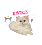 ななちゃんペルシャチンチラシルバー（個別スタンプ：13）