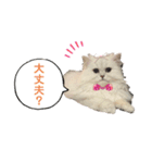 ななちゃんペルシャチンチラシルバー（個別スタンプ：20）