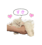 ななちゃんペルシャチンチラシルバー（個別スタンプ：24）