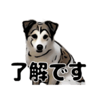 視認性抜群 可愛い犬の使いやすいスタンプ（個別スタンプ：6）