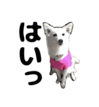 視認性抜群 可愛い犬の使いやすいスタンプ（個別スタンプ：10）