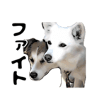 視認性抜群 可愛い犬の使いやすいスタンプ（個別スタンプ：14）