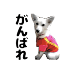 視認性抜群 可愛い犬の使いやすいスタンプ（個別スタンプ：19）