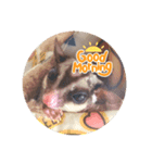 フクロモモンガのくろまめ☆☆2（個別スタンプ：1）