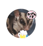 フクロモモンガのくろまめ☆☆2（個別スタンプ：8）