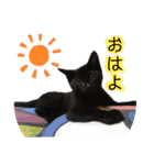 我が家の猫。にゃんしろくろみーちび（個別スタンプ：1）