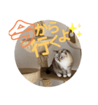我が家の猫。にゃんしろくろみーちび（個別スタンプ：3）