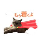 我が家の猫。にゃんしろくろみーちび（個別スタンプ：4）