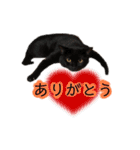 我が家の猫。にゃんしろくろみーちび（個別スタンプ：5）