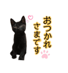 我が家の猫。にゃんしろくろみーちび（個別スタンプ：6）