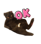 我が家の猫。にゃんしろくろみーちび（個別スタンプ：7）