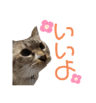 我が家の猫。にゃんしろくろみーちび（個別スタンプ：8）