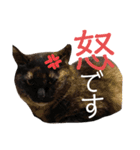 我が家の猫。にゃんしろくろみーちび（個別スタンプ：9）