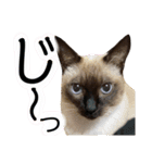 我が家の猫。にゃんしろくろみーちび（個別スタンプ：10）