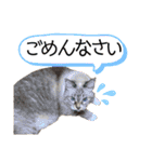 我が家の猫。にゃんしろくろみーちび（個別スタンプ：11）