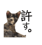 我が家の猫。にゃんしろくろみーちび（個別スタンプ：12）