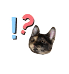 我が家の猫。にゃんしろくろみーちび（個別スタンプ：13）