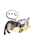 我が家の猫。にゃんしろくろみーちび（個別スタンプ：14）