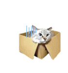 我が家の猫。にゃんしろくろみーちび（個別スタンプ：15）