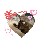 我が家の猫。にゃんしろくろみーちび（個別スタンプ：16）