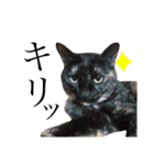 我が家の猫。にゃんしろくろみーちび（個別スタンプ：17）