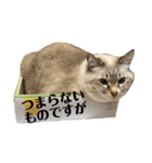 我が家の猫。にゃんしろくろみーちび（個別スタンプ：19）