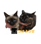 我が家の猫。にゃんしろくろみーちび（個別スタンプ：20）