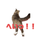 我が家の猫。にゃんしろくろみーちび（個別スタンプ：21）