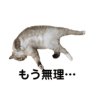 我が家の猫。にゃんしろくろみーちび（個別スタンプ：22）