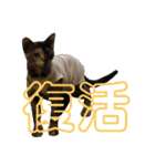 我が家の猫。にゃんしろくろみーちび（個別スタンプ：23）