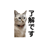 我が家の猫。にゃんしろくろみーちび（個別スタンプ：24）