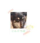毎日ワンコ ⑤（個別スタンプ：1）