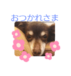 毎日ワンコ ⑤（個別スタンプ：2）