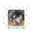 毎日ワンコ ⑤（個別スタンプ：4）