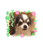 毎日ワンコ ⑤（個別スタンプ：8）