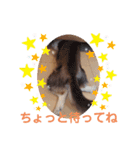 毎日ワンコ ⑤（個別スタンプ：10）